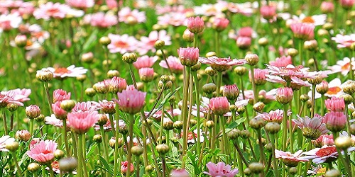 Garten, Pool und Grillen