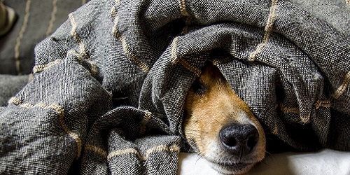 Haustiere und Tiergesundheit